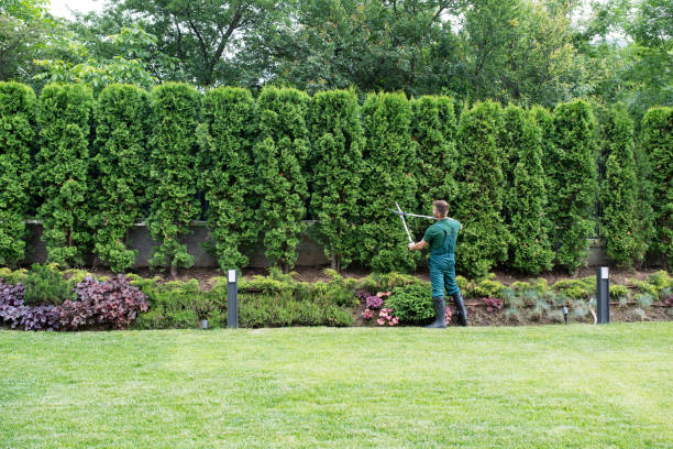 Trusted Meadowbrook, VA Tree Services Experts